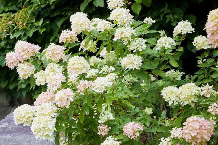 10 Common Hydrangea Problems, and How to Avoid Them 