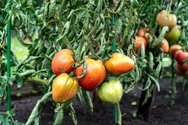 6 Reasons Why Your Tomato Plant is Wilting and What to Do About It