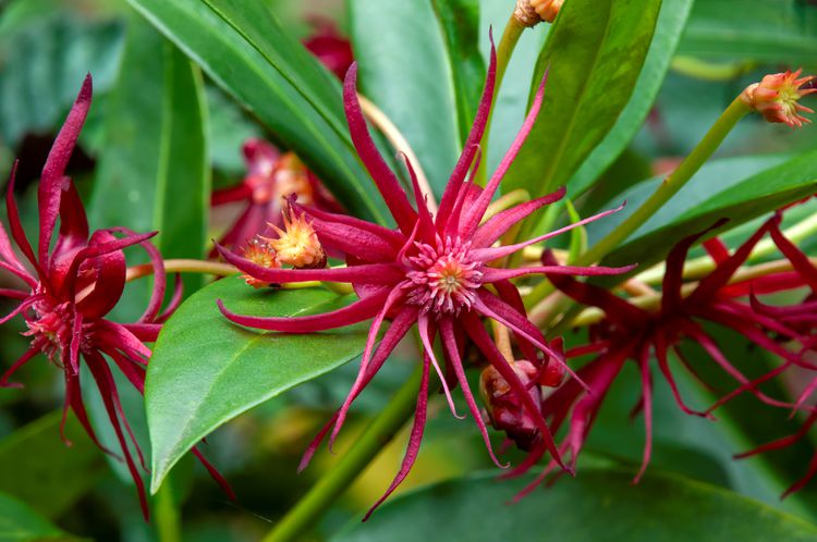 How to Plant and Grow Florida Anise