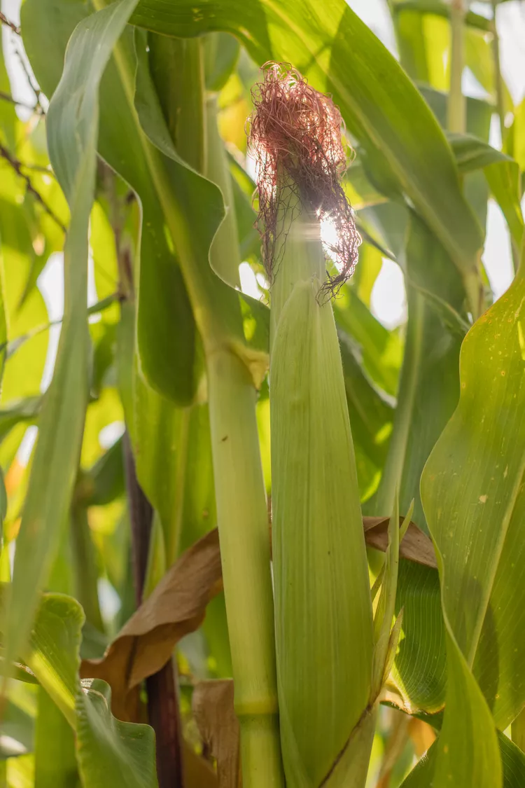 10 Best Companion Plants for Corn