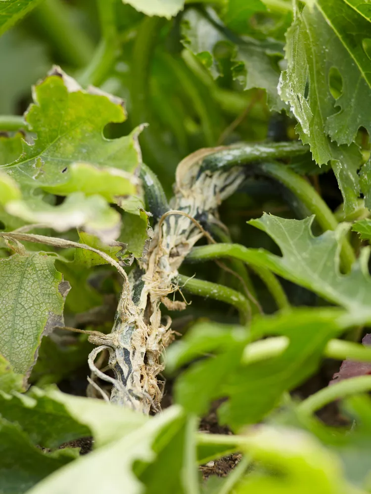 Stop Squash Vine Borers in Your Garden