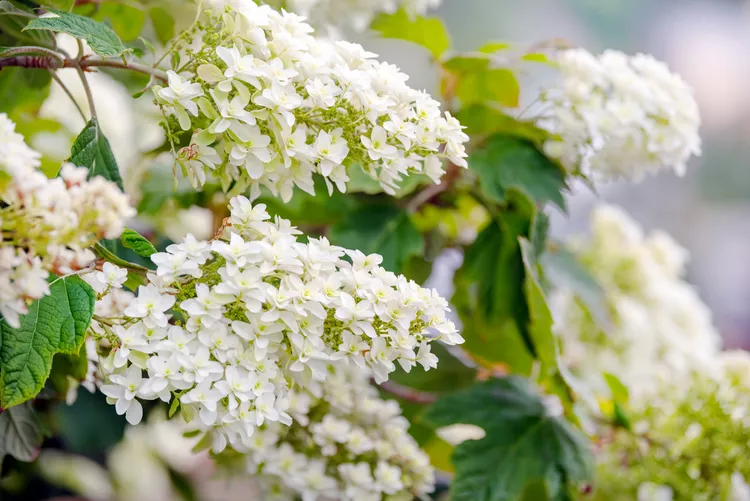 The Best Types of Hydrangeas to Grow in Your Garden