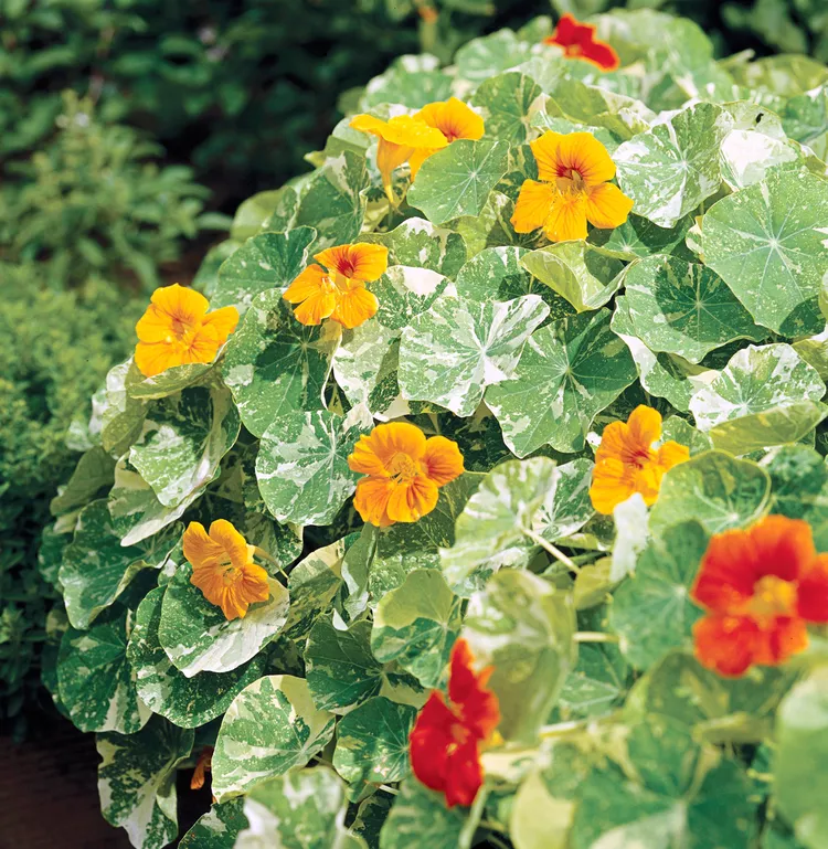 10 Best Potato Companion Plants to Keep Pests Away