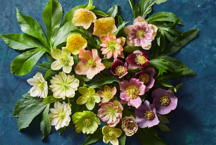 19 of the Prettiest Hellebore Varieties to Grow for Cold-Season Color