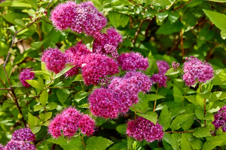 11 Fast-Growing Shrubs to Fill Your Garden in No Time