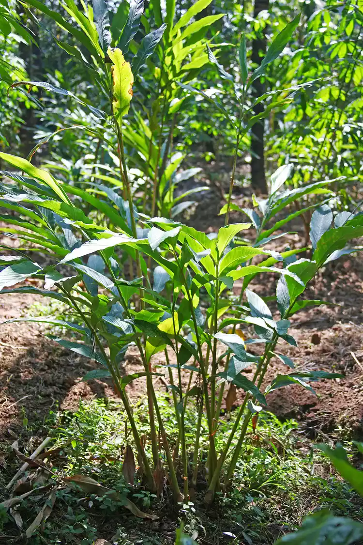 How to Plant and Grow a Cardamom Plant