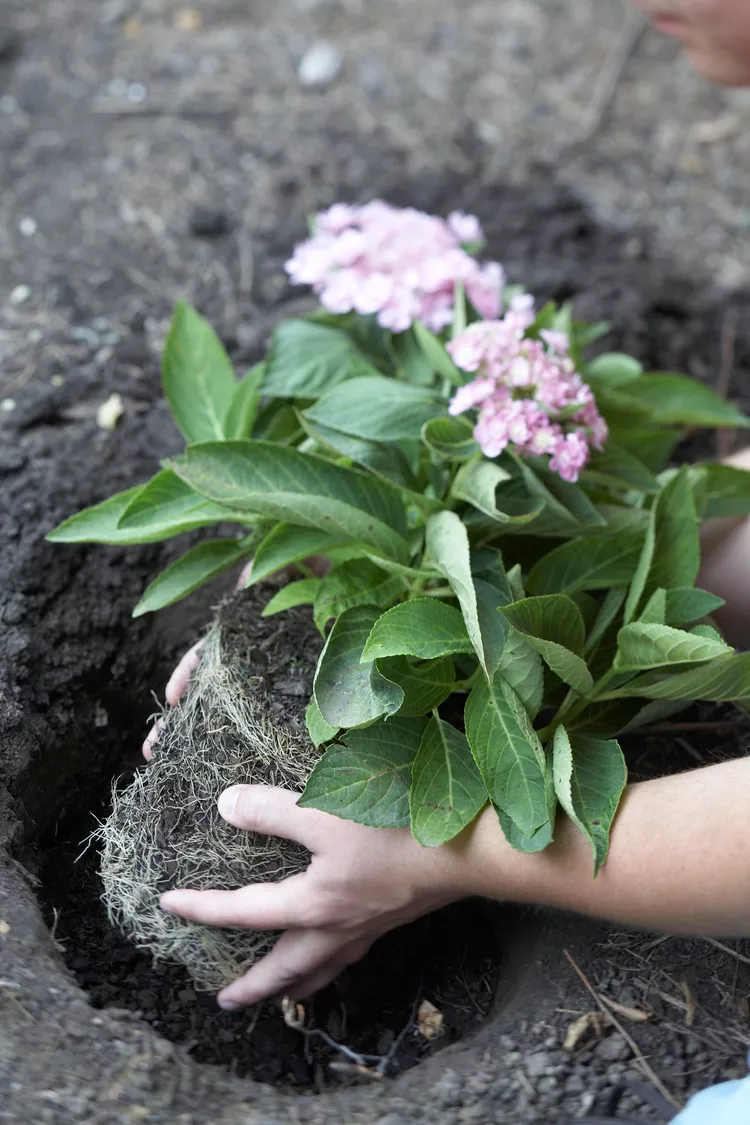 How to Make Hydrangeas Bloom More, Depending on Type