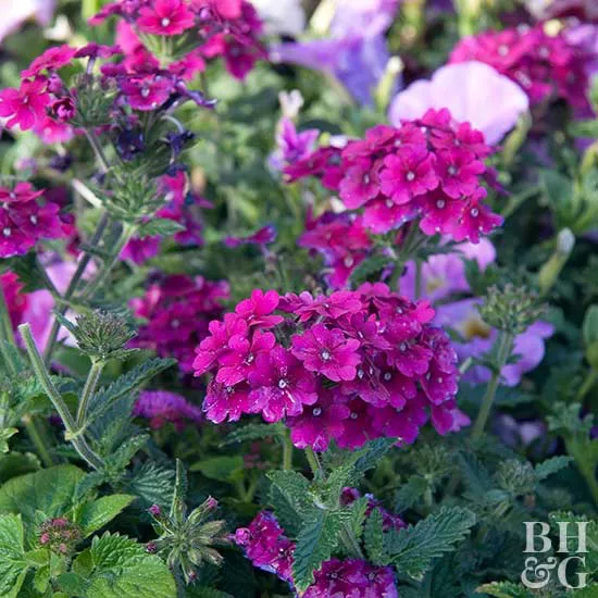 5 Annual Flowers for Pots That Are Almost Impossible to Kill