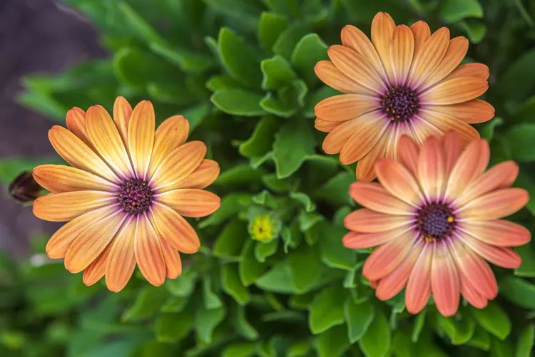 How to Grow and Care for Osteospermum