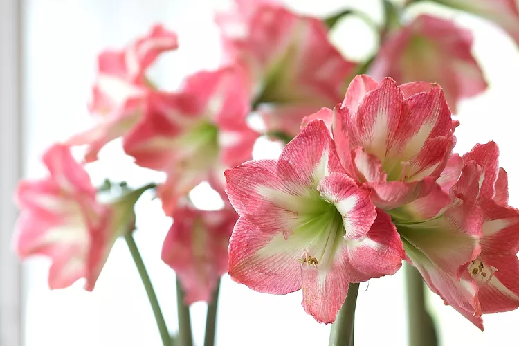 What to Do with Amaryllis Bulbs After They Bloom