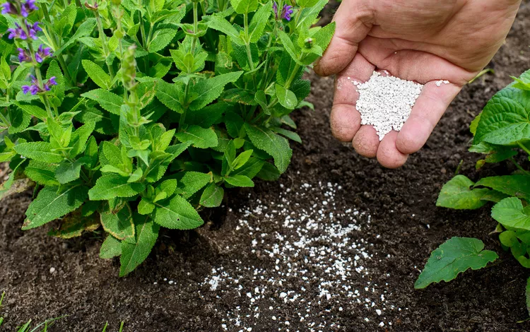 How to Use Fertilizer for Plants According to Experts