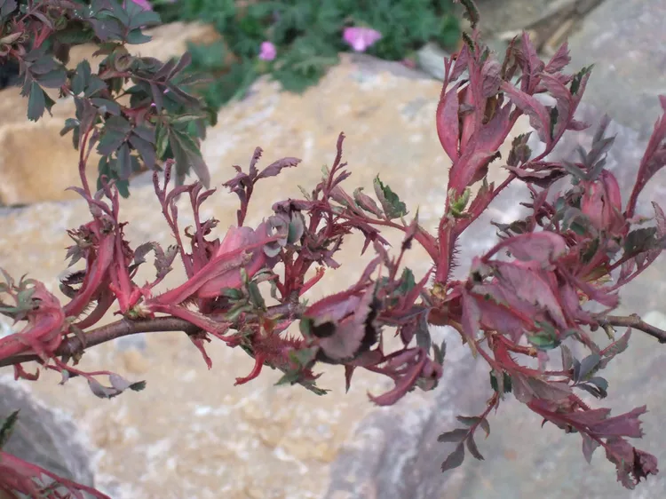 Why Rose Rosette Disease Should Be a Concern for Every Gardener, According to Experts