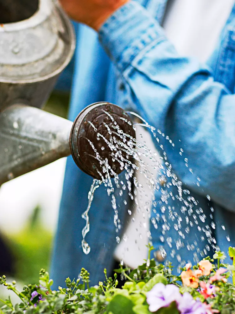 Here’s Why Morning Is the Best Time of Day to Water Your Plants 