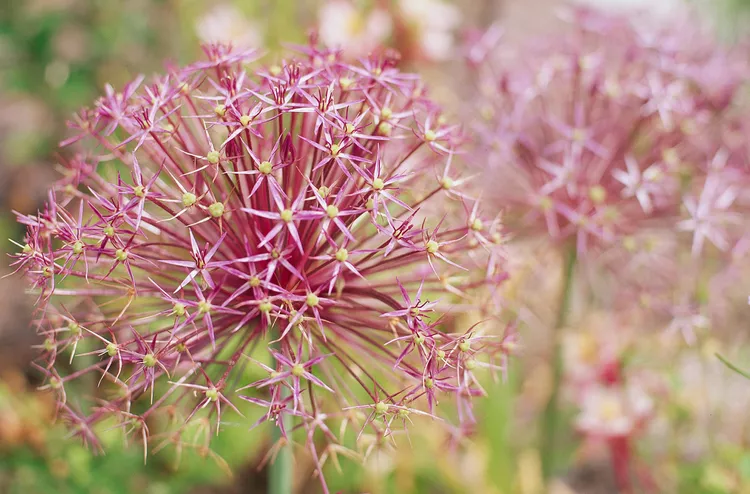 20 Best Allium Varieties to Grow for Their Beautiful Flowers