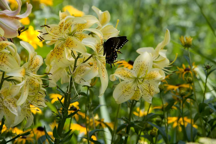 How and When to Plant Lily Bulbs to Enjoy Their Fragrant Flowers
