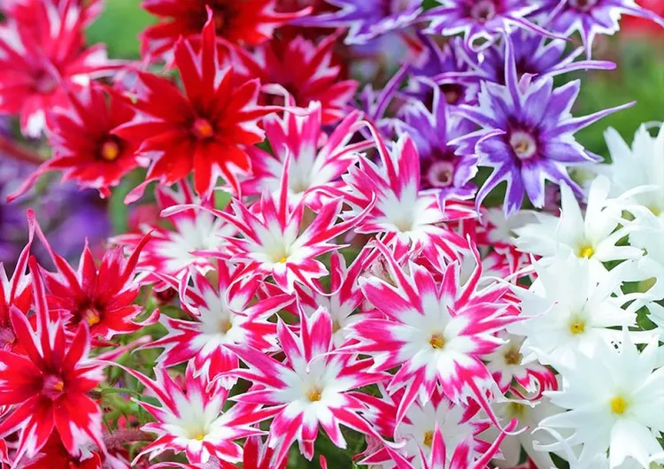 How to Plant and Grow 'Popstars' Phlox