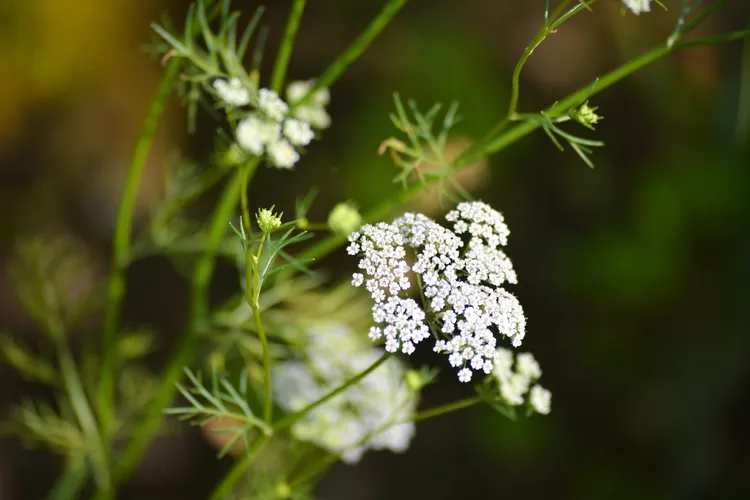 How to Plant and Grow Cumin