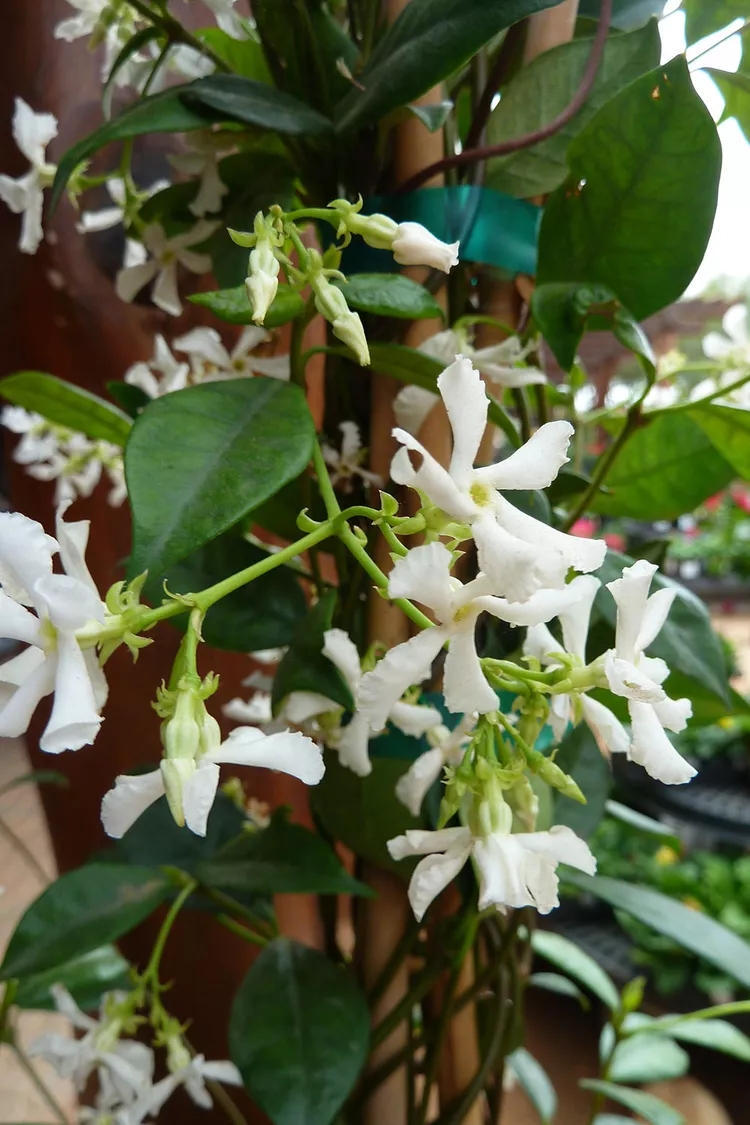 How to Plant and Grow Star Jasmine