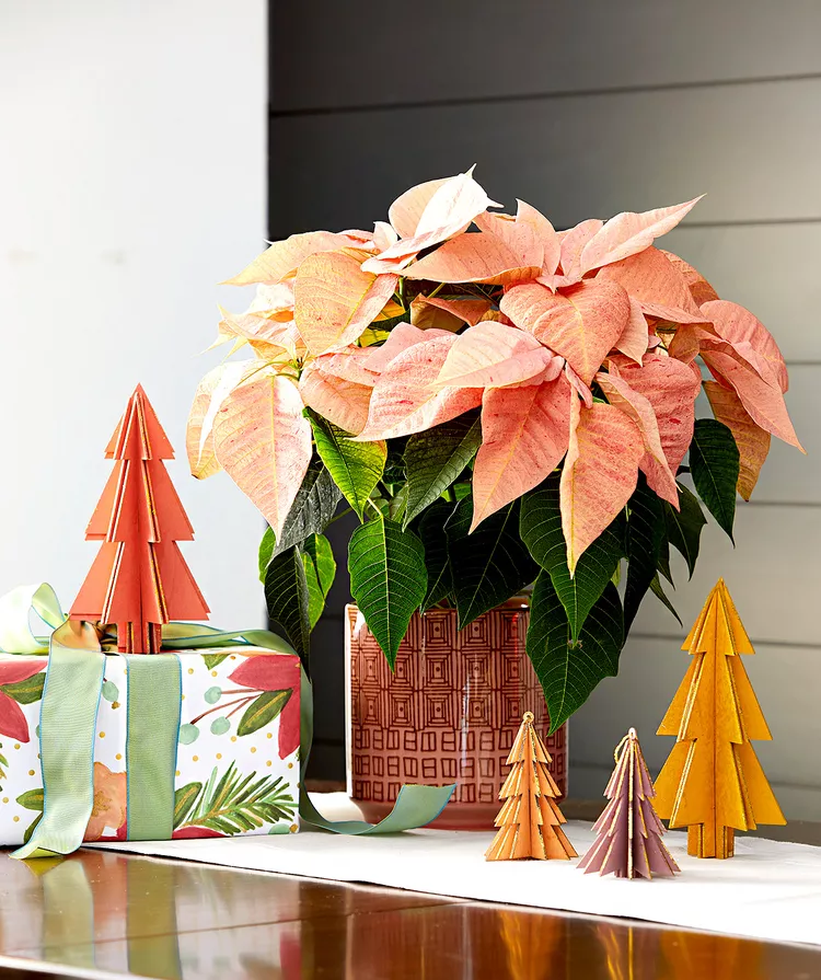 7 Common Poinsettia Care Mistakes Everybody Makes