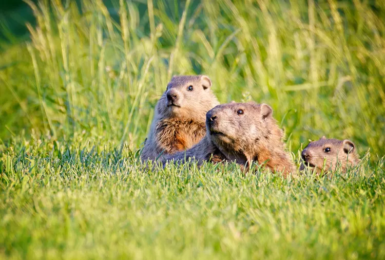 How to Get Rid of Groundhogs in Lawns and Gardens