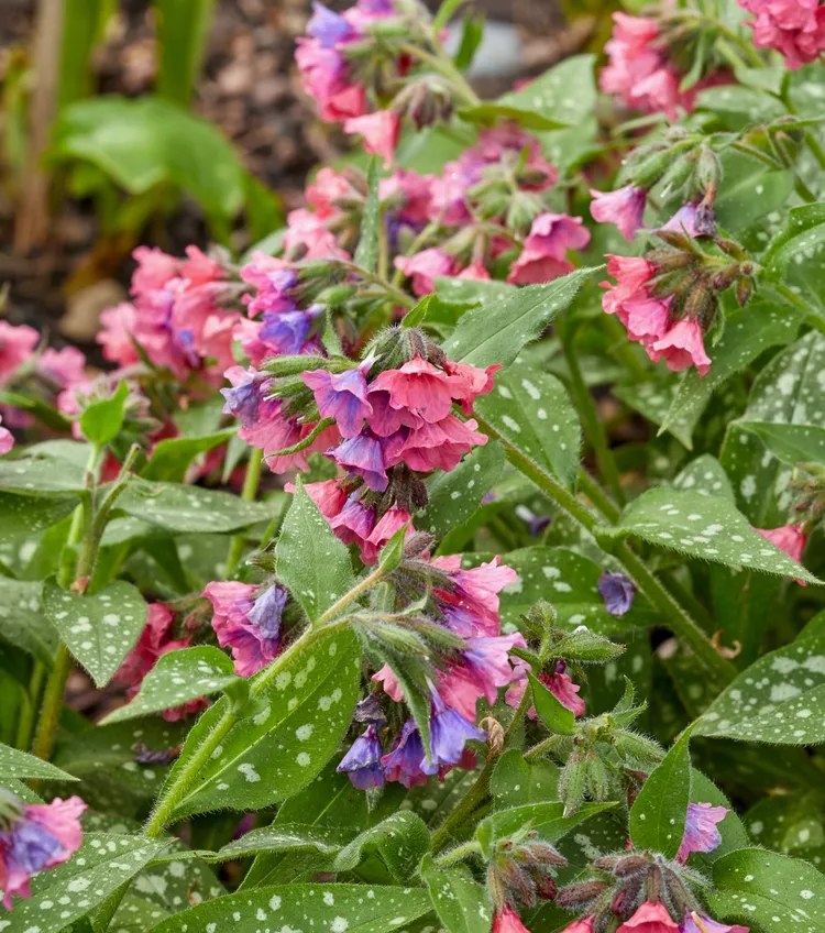 10 Best Low-Growing Perennial Border Plants To Grow