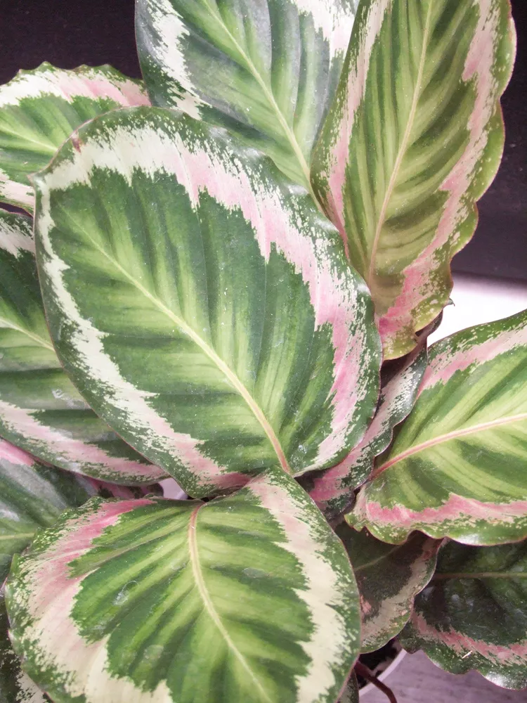 How to Grow and Care for Calathea