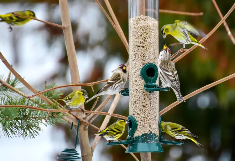 
How to Attract Birds to a Feeder in Your Yard
