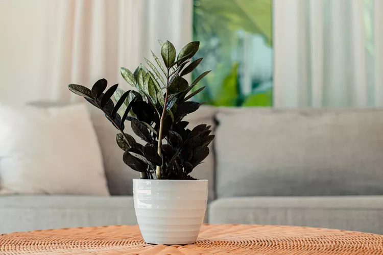 The Easy-to-Grow Raven ZZ Plant Has Amazing, Almost Black Leaves