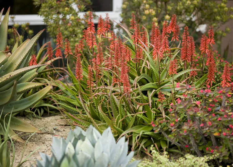 19 Flowering Succulents to Grow for Their Stunning Blooms