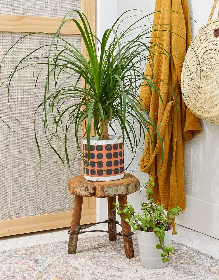 5 Tough Indoor Plants That Can Survive Without Sunlight or Water for Weeks