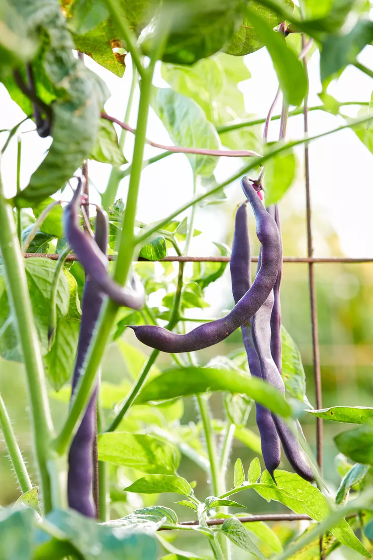 10 Best Companion Plants for Beans