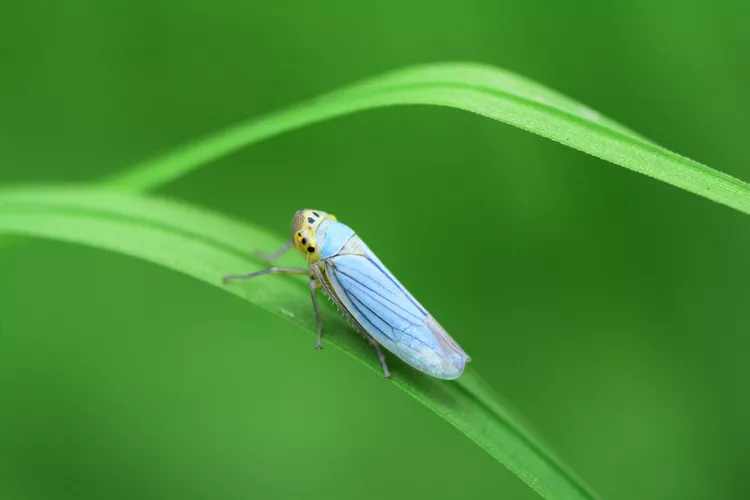 What Are Leafhoppers and How to Get Rid of These Pests