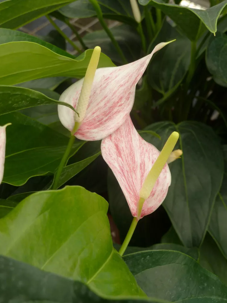 How to Grow and Care for Anthurium