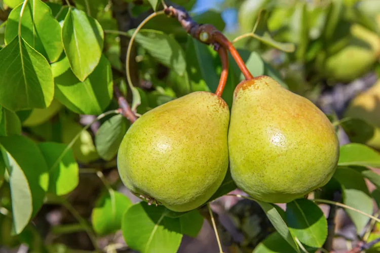 10 Tips for Pruning Pear Trees to Boost Your Harvest