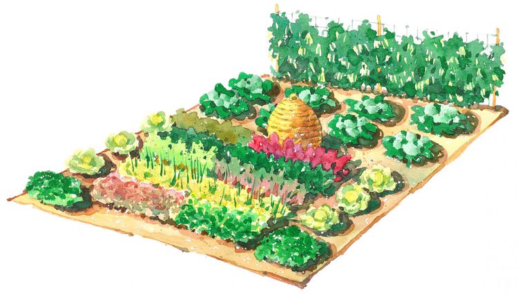 Enjoy Homegrown Produce With This Large-Scale Vegetable Garden Plan