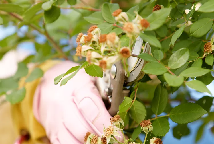 How to Deadhead Roses the Right Way So They Keep Blooming