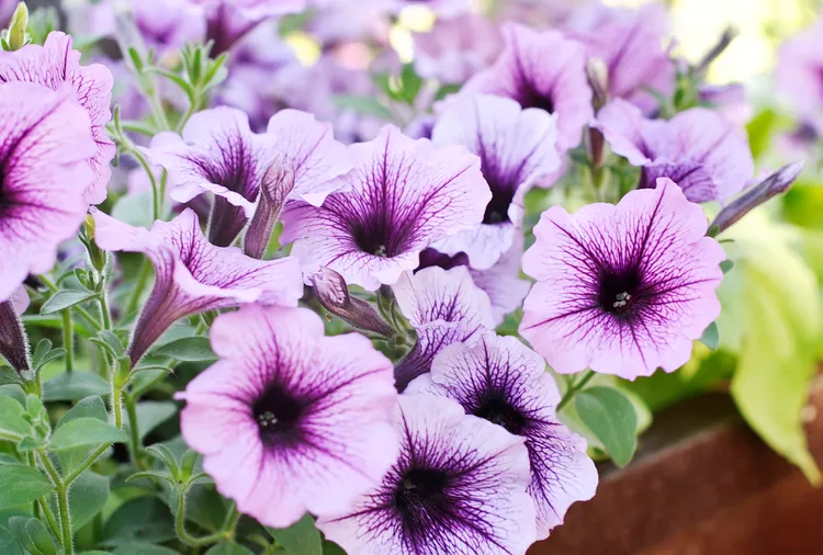 How to Deadhead Petunias to Boost Their Flower Power