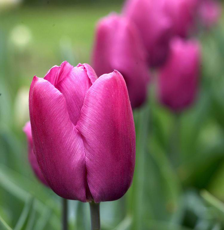 Are Tulips Perennials That Will Come Back Every Year?