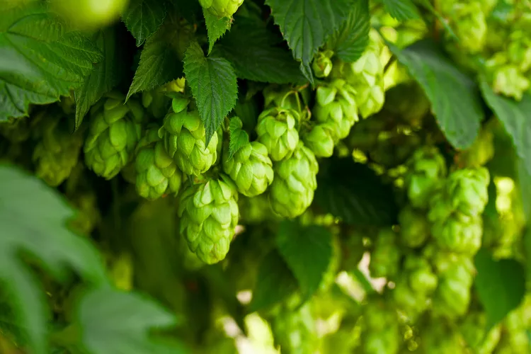 How to Plant and Grow Hops