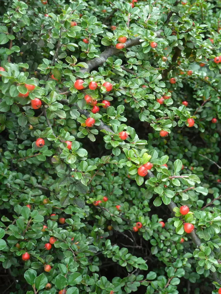 How to Plant and Grow Cotoneaster