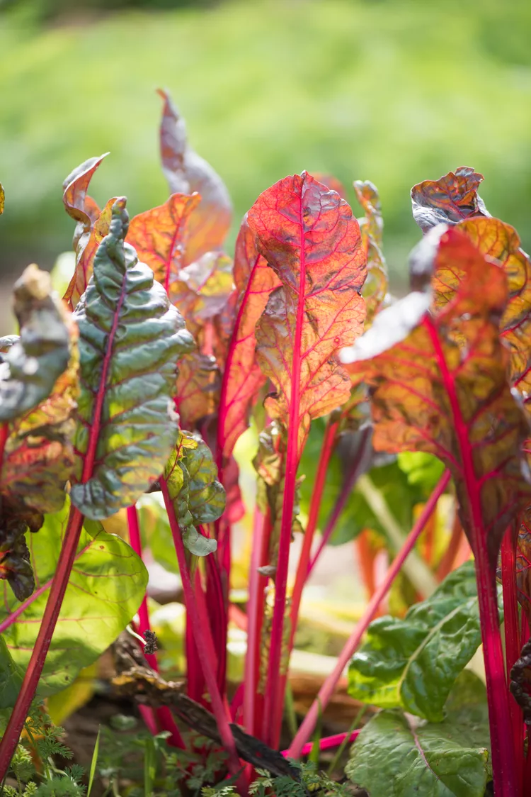 10 Best Beet Companion Plants to Keep Pests Away