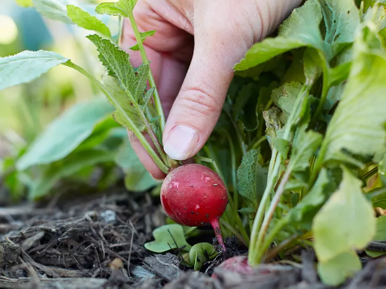 15 Simple Vegetable Garden Ideas and Tips for Boosting Your Harvest