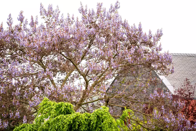 Yes, Empress Tree Is Fast-Growing—But It Will Take Over Your Yard