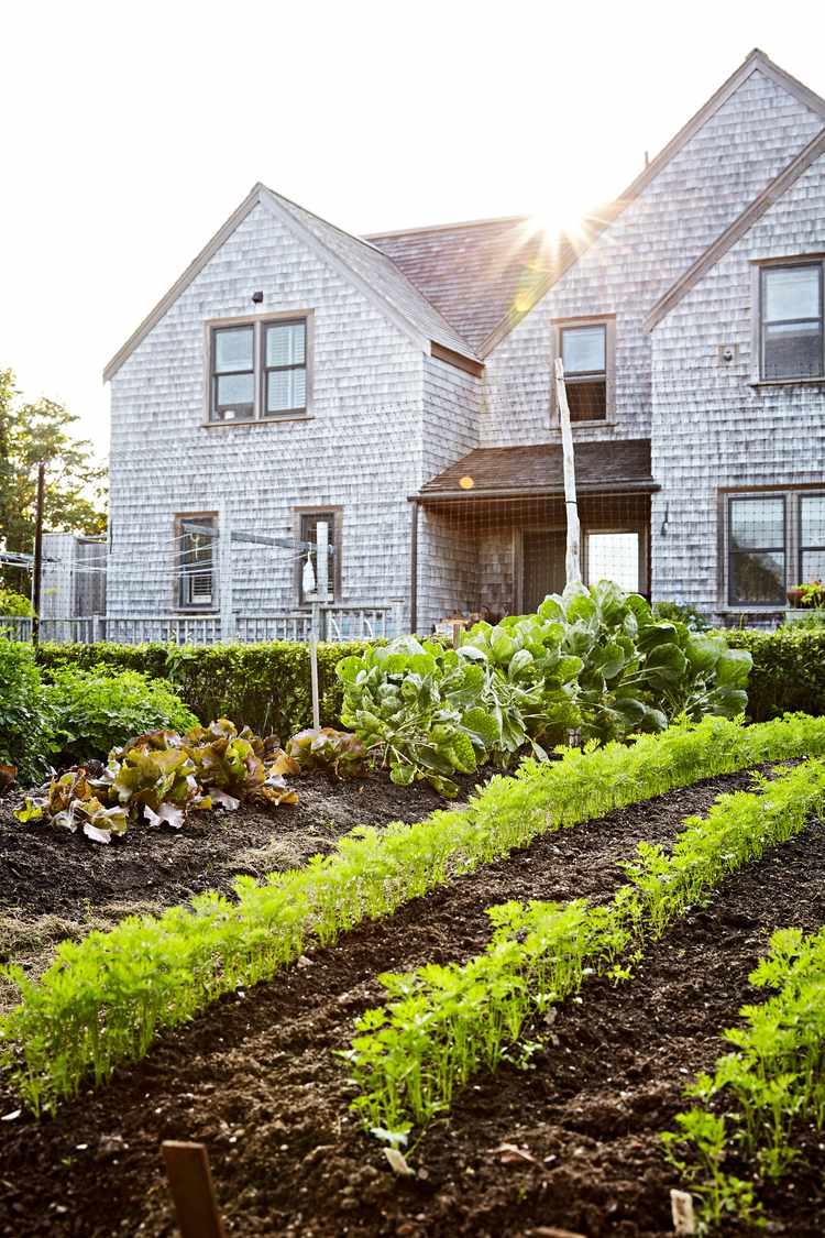 How I Boost Harvests by Succession Planting My Small Vegetable Garden