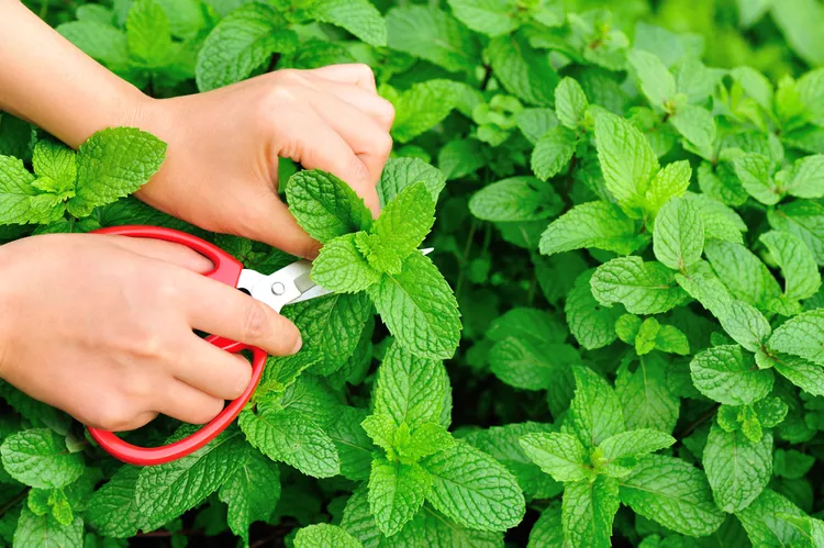 How to Harvest Mint, Dry Mint, and Store Mint