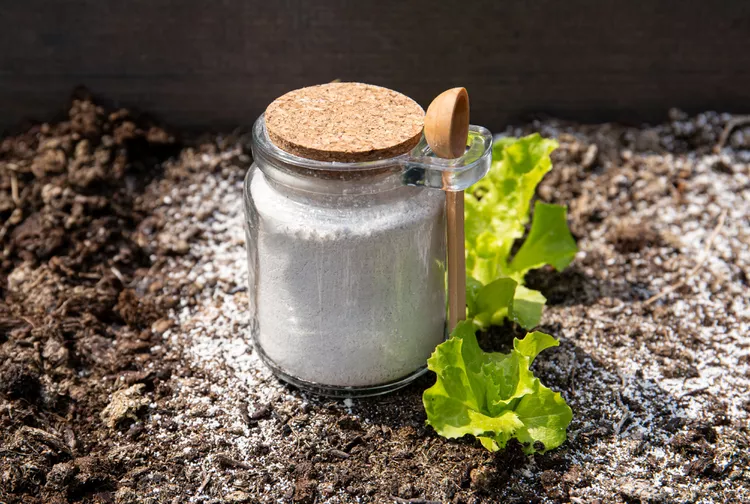 7 Ways to Use Diatomaceous Earth to Naturally Improve Your Garden