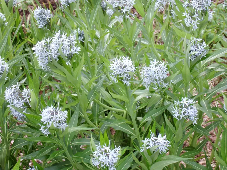 How to Plant and Grow Eastern Bluestar 