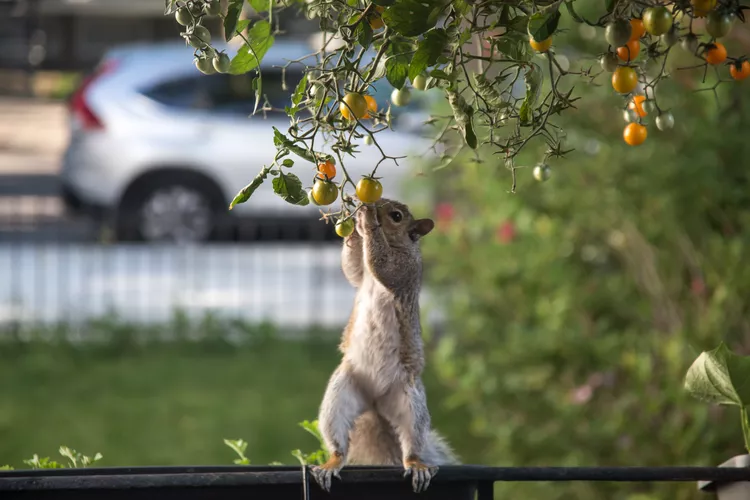 Do Squirrels Eat Tomatoes? 6 Ways to Protect Your Harvest