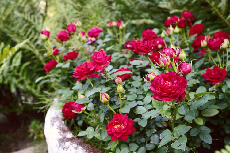 11 Essential Tips for Growing Roses in Pots