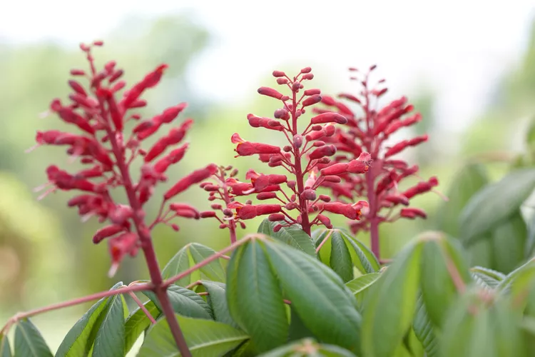 30 Best Native Plants for Southern Gardens That Thrive in the Heat